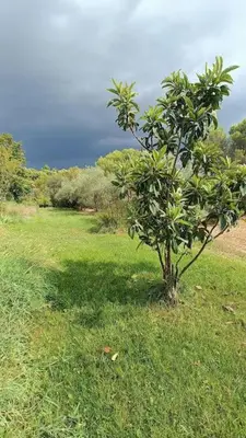 a tree in the middle of a grass field at Le Bastidon, Aix en Pce proche centre, climatisé, 4 chambres in Aix-en-Provence