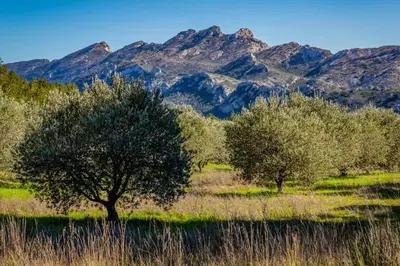 two trees in a field with mountains in the background at Mazet Cordelles Alpilles in Eygalières