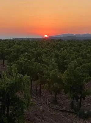 a sunset over a field of trees with the sun setting at Le petit gîte de Rosalie in Blauvac