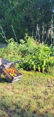 a box of carrots sitting on the grass in a field at Une maison de famille dans le Luberon in Bonnieux