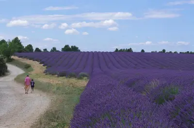 a man and a child walking through a lavender field at Lei Meissoun in Mallemort