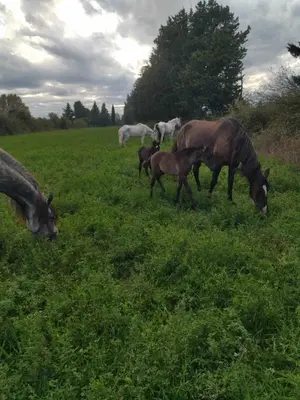 a group of horses grazing in a field of grass at Ecurie Le Pas du Loup in Caumont-sur-Durance