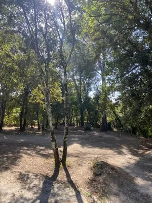 a tree in the middle of a park at Cocon cosy appart romantique, jacuzzi piscine in Puget