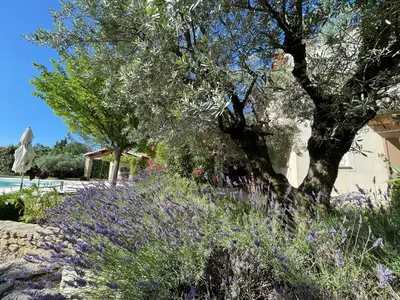 a garden with purple flowers and a tree at La bastide le Jucamas in Saint-Saturnin-les-Apt