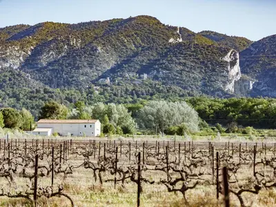 a field of vines with a mountain in the background at Cottage in Oppède with Poolside Bliss in Maubec