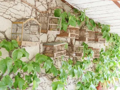 a bunch of bird cages on a wall with ivy at Cottage in Oppède with Poolside Bliss in Maubec