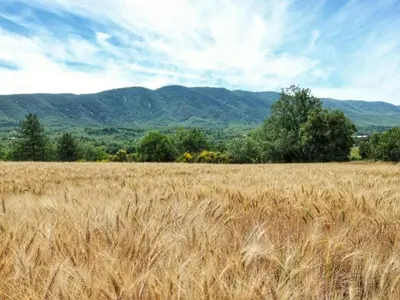 a field of wheat with mountains in the background at Holiday Home Provence with Pool in Céreste