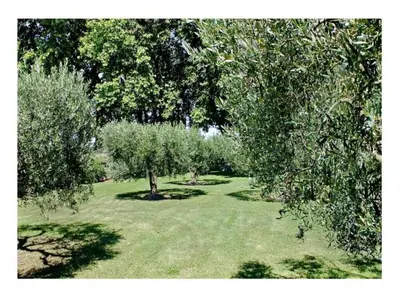 a park with trees and green grass with trees at Holiday Home in Lacoste with Pool in Lacoste