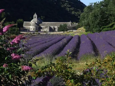 a field of purple flowers in front of a church at La Calvinette in Pernes-les-Fontaines