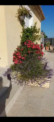 a bush of flowers on the side of a building at Grand Magnifique Studio piscine et parking privé in Manosque