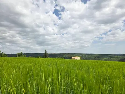 a field of tall green grass with a barn in the background at Maison en Luberon in Sainte-Croix-à-Lauze