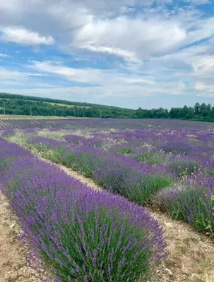 a field of purple flowers in a field at Le Gîte in Venelles