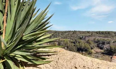 a large green plant on top of a hill at Noceta in Miramas