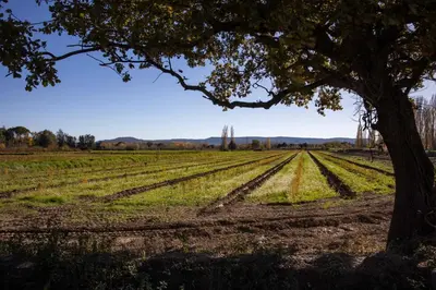 a tree in the middle of a field at Domaine de la Myrtille in Pertuis