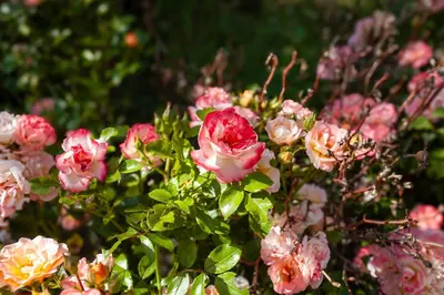 a bunch of pink roses in a garden at Domaine de la Myrtille in Pertuis