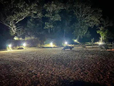 a hippopotamus laying down in a field at night at les Claveaux in Montfuron