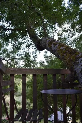 a tree growing on top of a wooden fence at Cabane Perchée avec Jacuzzi, au Coeur du Luberon in Oppède