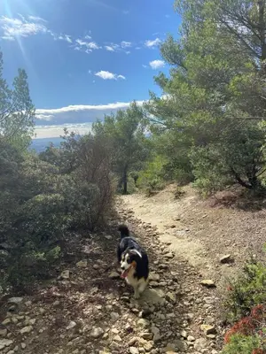 a dog is walking on a rocky trail at Vacances face au Luberon in Robion en Luberon