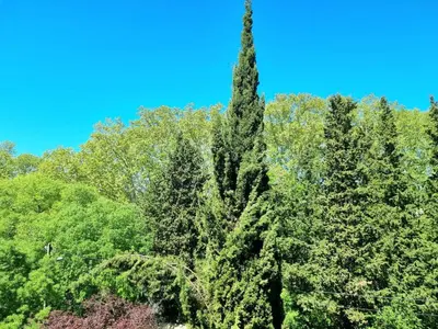 a tall tree in the middle of a group of trees at Bright T2 - parking - AC in Aix-en-Provence