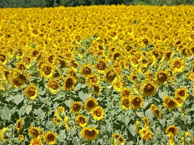a large field of yellow sunflowers at Holiday Home in L'Isle-sur-la-Sorgue with Pool in LʼIsle-sur-la-Sorgue