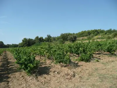 a field of potato plants in a field at Holiday Home in L'Isle-sur-la-Sorgue with Pool in LʼIsle-sur-la-Sorgue