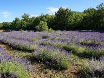 a field of lavender with trees in the background at La Buisse in Simiane-la-Rotonde