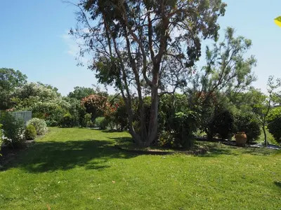 a tree in the middle of a yard at Charming Holiday Villa with Pool in LʼIsle-sur-la-Sorgue