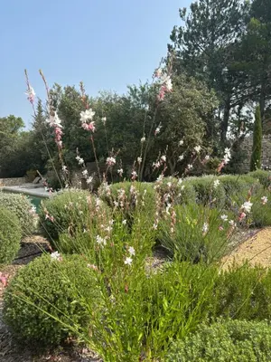 a garden with pink and white flowers and bushes at Le jardin suspendu in Gordes