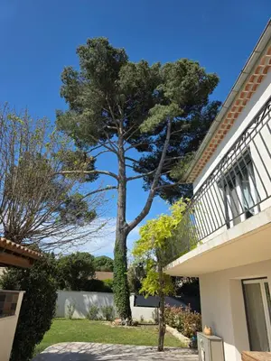 a tree in a yard next to a house at Villa MOOREA pool barbecue PROVENCE in Entraigues-sur-la-Sorgue