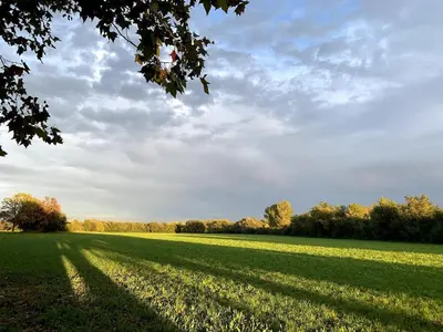 a field of green grass with the shadows of a tree at Lodge en Provence in Mouriès