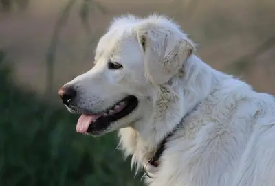 a white dog with its tongue out at Lodge en Provence in Mouriès