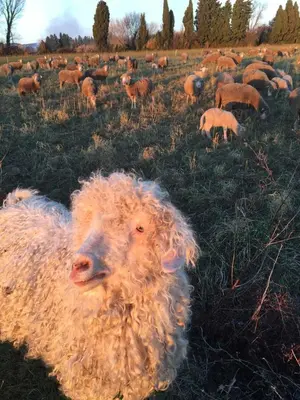 a herd of sheep grazing in a field at Lodge en Provence in Mouriès