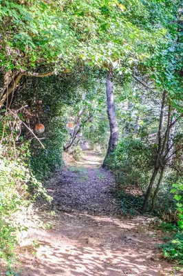 a painting of a path in a forest with trees at L'intimiste in Aix-en-Provence