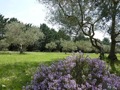 a field of purple flowers in a field with trees at Les Mazets du Luberon in Puget