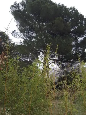 a pine tree in the middle of a field at Le passé temps in Éguilles