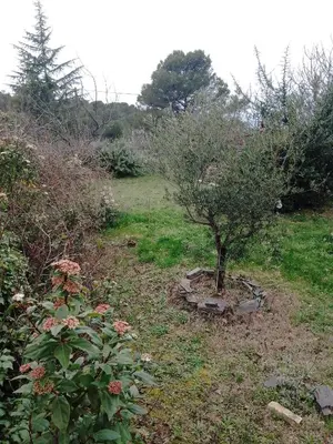 a small tree in the middle of a garden at Le passé temps in Éguilles