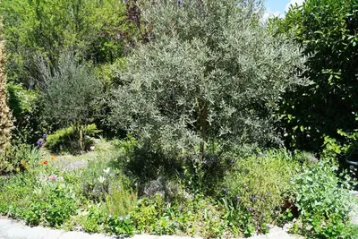 a garden with a large tree in the middle at Lou pichoun studio au coeur d'un village provençal in Gargas