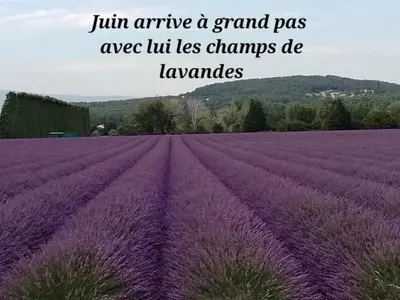 an image of a purple lavender field with the words join arrive a grand pass at Lou mazet in La Roque-sur-Pernes