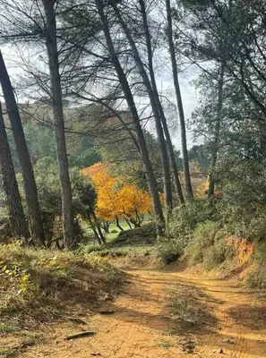 a dirt road through a forest with trees at Bohemian House Overlooking Roussillon in Roussillon