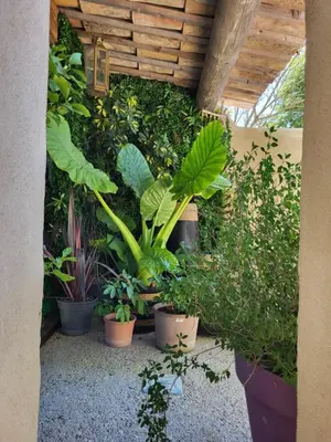 a bunch of plants in pots on a patio at le cabanon du clos in LʼIsle-sur-la-Sorgue