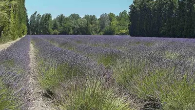 a large field of lavender with trees in the background at Casa Luma in Saint-Saturnin-les-Avignon