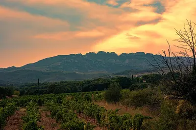 a rainbow in the sky over a field of vines at Mas des Collines in Saint-Hippolyte-le-Graveyron