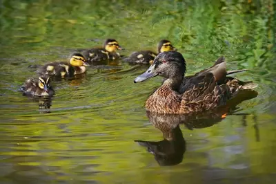 a group of ducks swimming in the water at Appartement atypique dans un ancien couvent in LʼIsle-sur-la-Sorgue