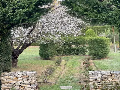 a flowering tree in a garden with a stone wall at Magnifique Villa Provençale in Rognes