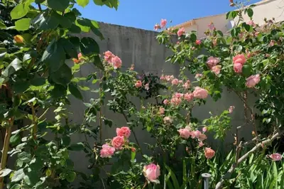 a bunch of pink roses in front of a fence at La Maison Rose in LʼIsle-sur-la-Sorgue