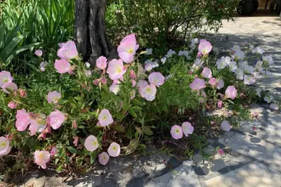 a bunch of pink flowers in front of a tree at La Maison Rose in LʼIsle-sur-la-Sorgue