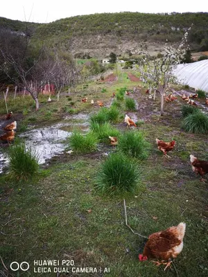 a group of chickens walking around in a field at Chambre d'hôte dans ferme provençale in Banon