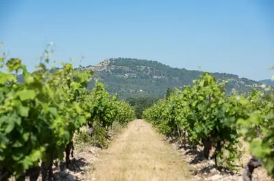a row of vines with mountains in the background at La Tiny House des Vignes du Château de Vauclaire in Meyrargues