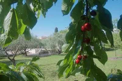 a bunch of red cherries hanging from a tree at Sous le figuier in La Roque-sur-Pernes