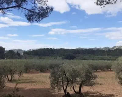 a field with trees and a blue sky with clouds at Maison de village rénovée au pied des alpilles in Mollégès